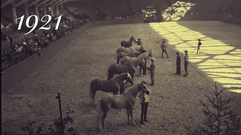 Portland Livestock Association showing horses