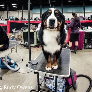 Swiss Mountain dog at the Rose City Classic Dog Show