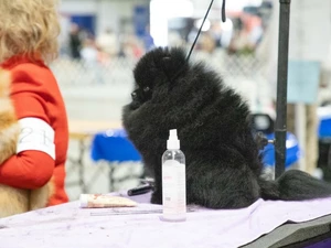 Black Dog at the Rose City Classic Dog Show