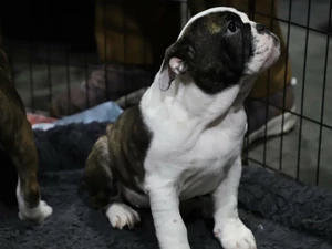 Puppy in crate at the Rose City Classic Dog Show