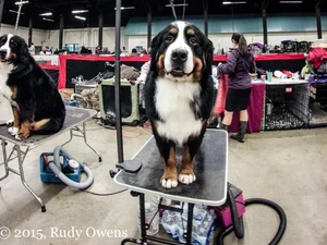 Swiss Mountain dog at the Rose City Classic Dog Show