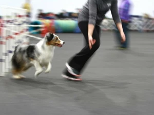 Dog running in agility course at the Rose City Classic Dog Show