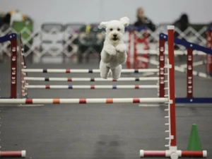 White dog jumping in agility course at the Rose City Classic Dog Show