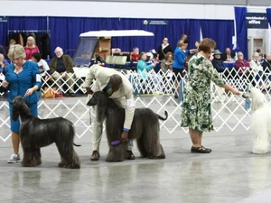 show dogs being judged at the Rose City Classic Dog Show