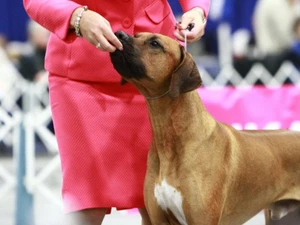 dog getting a treat during judging at the Rose City Classic Dog Show